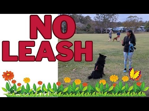 No Leash Progress Training for Belgian Shepherd