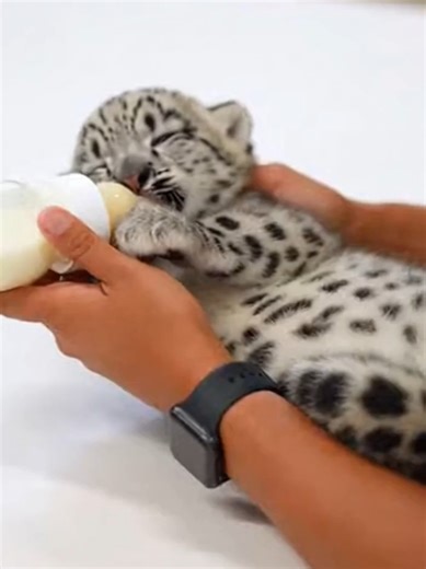 When You Realize Burping a Baby Snow Leopard Is a Job 😂🐆🍼 Meanwhile I can barely take care of myself 😭💀 Tiny paws. Big responsibility. Would you survive ONE day at this job? 👀👇 👉 Follow & subscribe for more rare, wholesome, and unexpected animal moments 🐾✨ . . . . . #snowleopard #snowleopards #leopard #leopards #bigcats #cubs #babyanimals #wildlife #wholesome #cuteanimals #viral #fyp #airealscenes