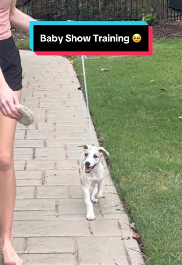 The Origin of Baby Show Dog Training
