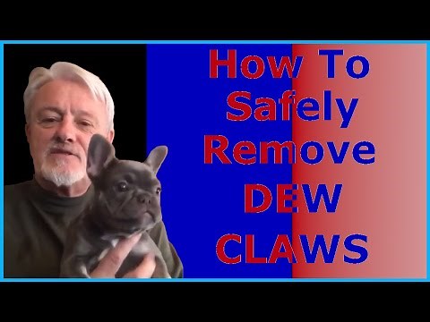 DIY, Removing Dew Claw From You Dog/Puppy