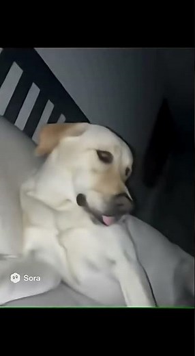 Chewy the yellow lab farts and scares himself awake.