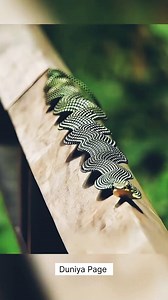 636K views · 13K reactions | Paradise Tree Snake  - Maciji mai tashi sama kamar tsuntsu #fbshorts #OMG #viraltrend #fblifestyle | Duniya | Facebook