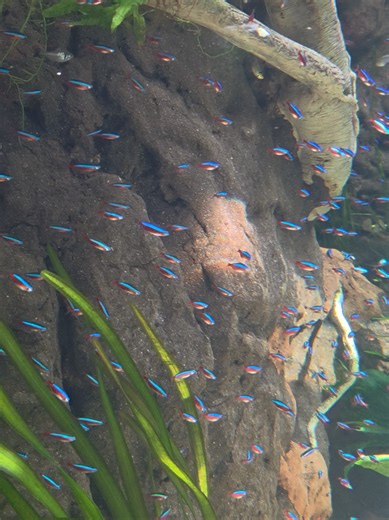 Explore the Stunning Neon Tetra Aquarium Exhibit