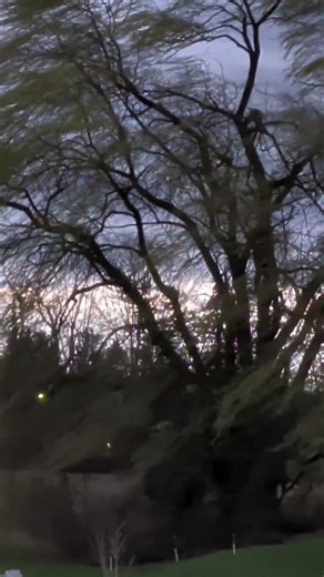 The Windy Willow Tree of Monday, March 16, 2026 @Congregation_of_Yahuah #willow #wind