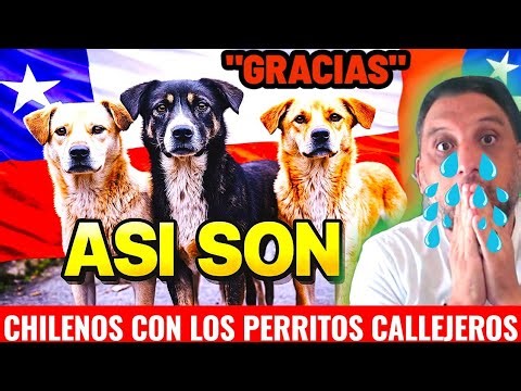 “The Harsh Reality of Stray Dogs in Chile 😱 A Shock Nobody Expected”