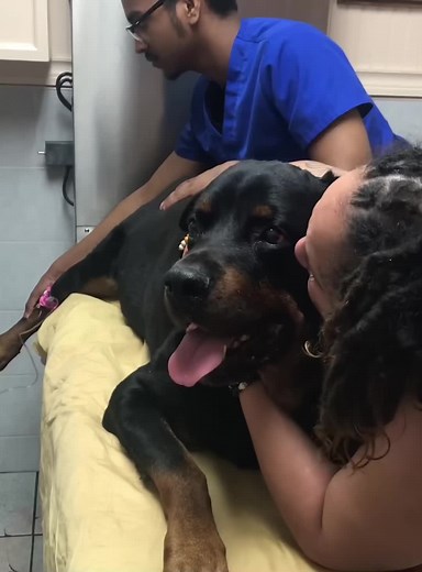 Emotional Farewells to Dogs: Coping with Loss