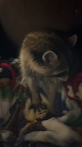 1.9K views · 150 reactions | Fresh bedding in the Coonunity Center Den for the freeze tonight and Rascal is very excited! | Woodside Wildlife Rescue | Facebook