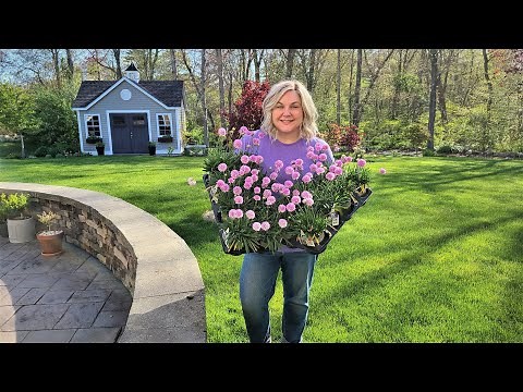 Planting a Drift of Thrift! Armeria a Hardy, Drought Tolerant, Long Blooming, Sun Loving Perennial!
