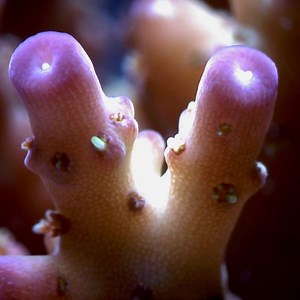 77 reactions · 8 comments | You can Plant a Coral on the Great...