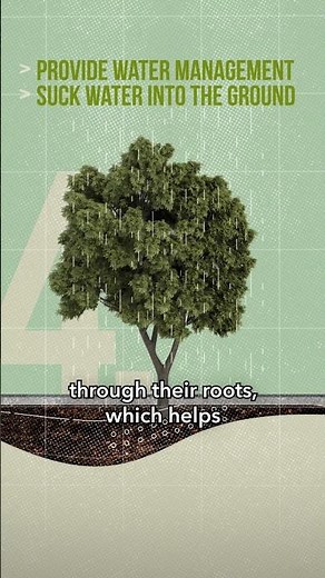 Why Trees 🌳 Are So Important | Bloomberg Philanthropies