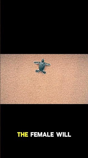 Green Sea Turtle: Ocean’s Gentle Guardian 🐢 #facts #calmwhale