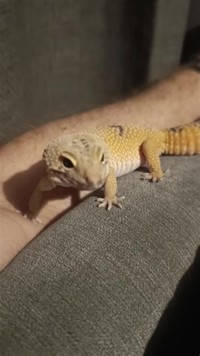 Blues is just as confused as the rest of us at home it's already Christmas again! The year has flown by and we've nearly had Blue for 6 months now! She's become a big part of the family and we are looking forward to many more Christmases with her! #leopardgecko #lizard #pets #blue