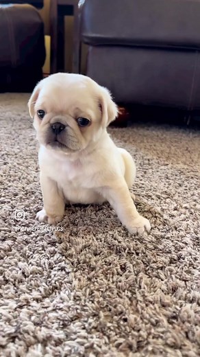 Introducing Adorable 5-Week-Old Pug Puppies to Their Future Families