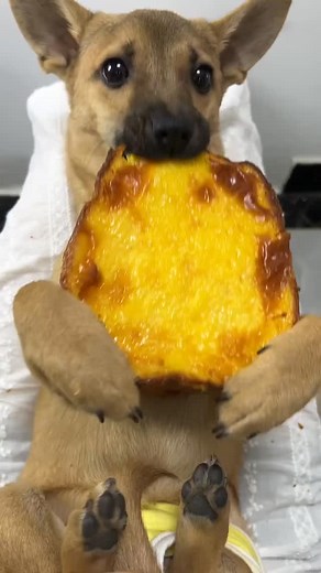 Eating durian bread in big pieces is really delicious, and when biting into the lips it feels quite sweet. 🐶🐶 #eating #grow #cute #trending #pets #puppy #viral #happy #dog #cutedogs | Sweet Pets Oasis