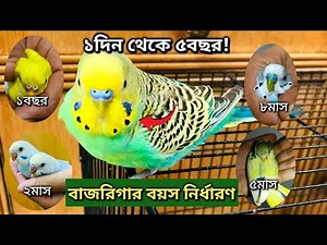 How to tell the age of a budgerigar bird? | Budgie Age Identification Tips | Budgerigar Bird Care...