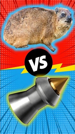 FX IMPACT M4 Is The BEST Airgun For Hunting In 2025