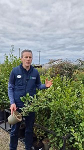 Great solutions for hedging in coastal areas 🏖 #keanesgardencentre #coastalhedging #maturehedging | Keane's Garden Centre, Kilcolgan