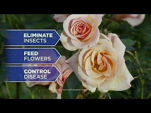 BioAdvanced All-In-One Rose & Flower Care 701260 32 oz Concentrate