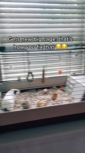 I got a new cage!! #fyp #lifeofguineapigs #hay #getthisviral #guineapig #blowthisup #cute #xybca #foryou #🐹🤍🐷
