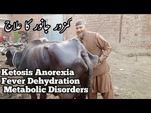 Buffalo Emaciation & Weakness | Complete Treatment & Prevention Guide