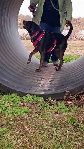 Beginning Dog Parkour ~ Featuring Gracie! | Canine Connection LLC