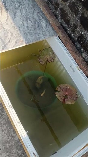 fridge box தாமரை pond setup update fish tank gourami guppy #shortvideo #tamil #fyp #viral #guppyfish