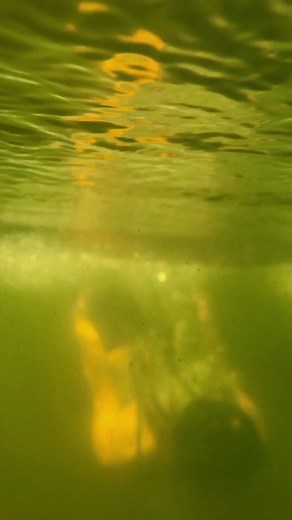 River girls ✨ #river #foryouシ #nature #fblifestyle #relaxing #mindset #swimmingtime #goldenretriever | Janali