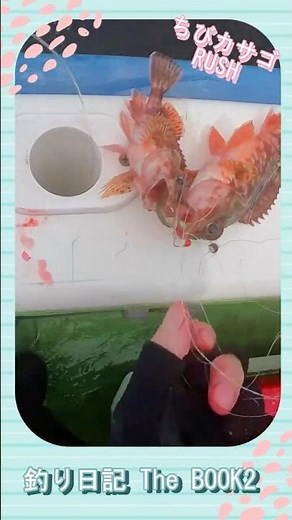 東京湾ブランド魚 金アジを狙え～神奈川県横浜市金沢区 金沢八景沖～ #アジ釣り #船釣り #金沢八景 #初心者
