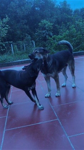 These two dogs love each other very much. #dog #pets #animals #villagelife #viral