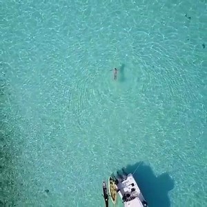 Naviguer avec les dauphins à l'Île de la Gonâve, c'est possible avec @marinabluehaiti. Partez à l'aventure, expérimentez #Haïti autrement! | Ministère du Tourisme d’Haïti