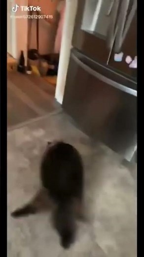 Tokyo drift cat meme