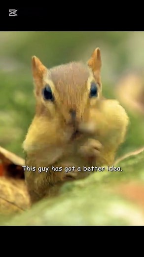 SMART BIRD WITH WALNUT AND CHIPMUNKS #animals #animalworld #chipmunks #birdlife | Animal Documentary