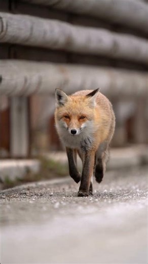 This Animal Had a Mental Breakdown From AI 🤯 #shorts