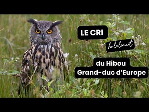 Hibou grand-duc d’Europe – Bubo bubo / le cri/ le chant