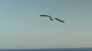 Flight of a seagull