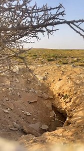 Animal Planet TV on Reels