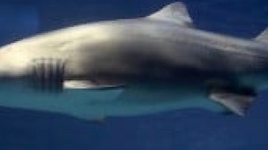 Mystery of the Black Demon Shark