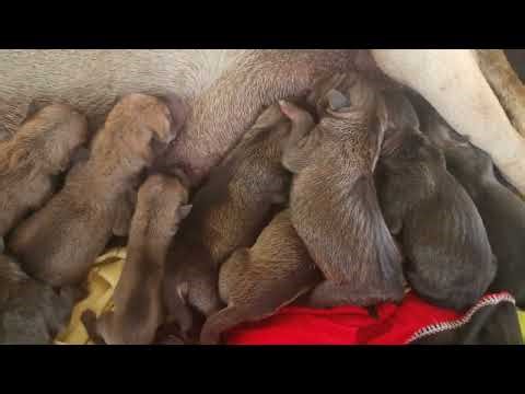 ​PURE RELIEF: Watch the Grey Puppies Happily Nurse for the First Time in Their Safe Indoor Nest!