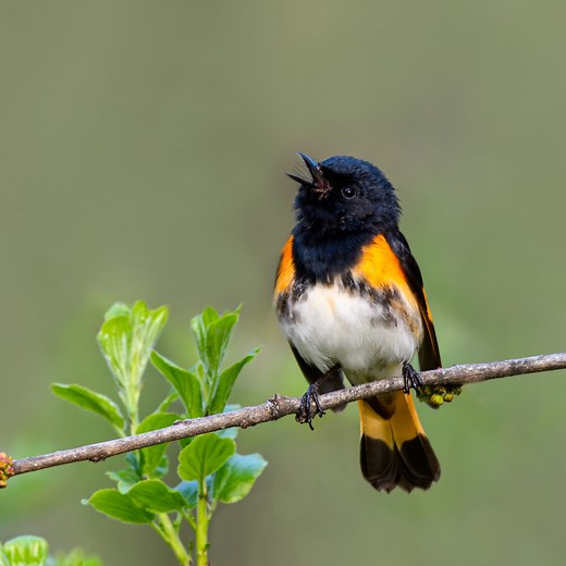 26 Warbler Species Found in Maine! (w/Pics)