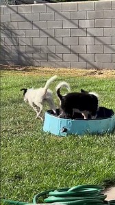 Video of adoptable pet named Denali