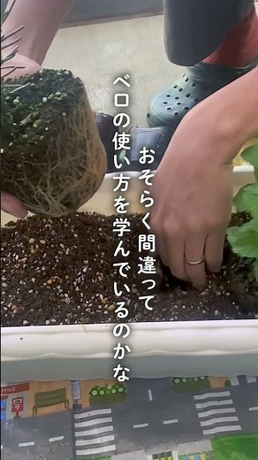 カ行の発音がうまく出ない子への関わり方 #発達障害 #言語聴覚士 #カ行が言えない #子どもの発音 #舌の使い方 #家庭でできる療育 #子どものことば #子育てアイデア #観葉植物 #ガーデニング