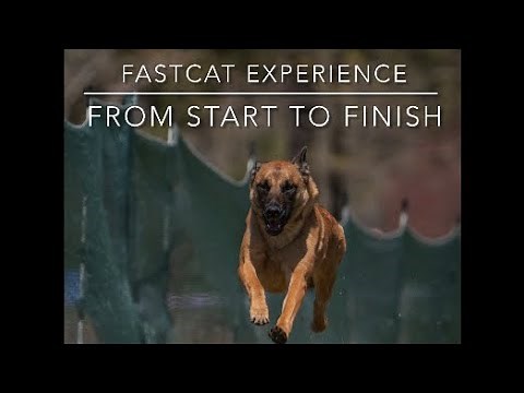 FastCAT AKC Experience: Start to Finish