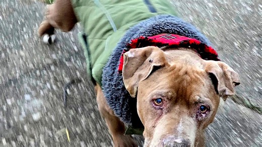 Jury convicts Michigan veterinarian of theft for refusing to return dog to homeless man