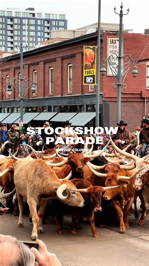 Denver Food & Scene on Instagram: "🐮 THE NATIONAL WESTERN STOCK SHOW PARADE IS THIS WEEK — GET ALL THE DETAILS BELOW 👇 SAVE THIS POST, SHARE IT WITH A FRIEND & WE’LL SEE YOU DOWNTOWN 🤠 Follow for more events and things to do in Denver!! One of the coolest and most iconic parades in the city is happening this Thursday, January 8th 🐄 @nationalwestern is officially kicking off Stock Show season. If you’ve never experienced it, this is not your average parade. Think 30+ Longhorn cattle walking s