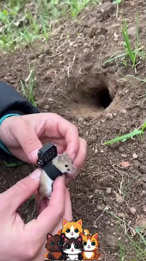 A Hilarious Camera Adventure with My Cat