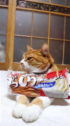 ずっしりデニッシュ練乳クリーム 260709 #cat #のせ猫 #cute #ネコ #ねこ #練乳 #ずっしり #cutecat #練乳クリーム #ずっしりデニッシュ