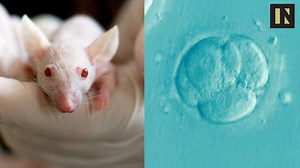 We thought conception started when an egg met a sperm. Not any more. | Inverse