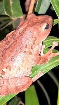 Tree Frogs