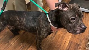 86K views · 190 reactions | A woman has been charged with animal...