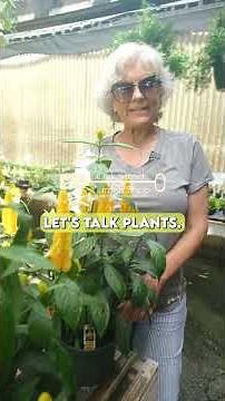 Golden Shrimp Plant - Tropical Blooms